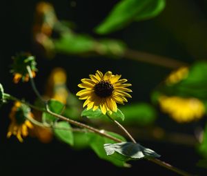 Preview wallpaper annual sunflower, flower, petals, yellow, shadow