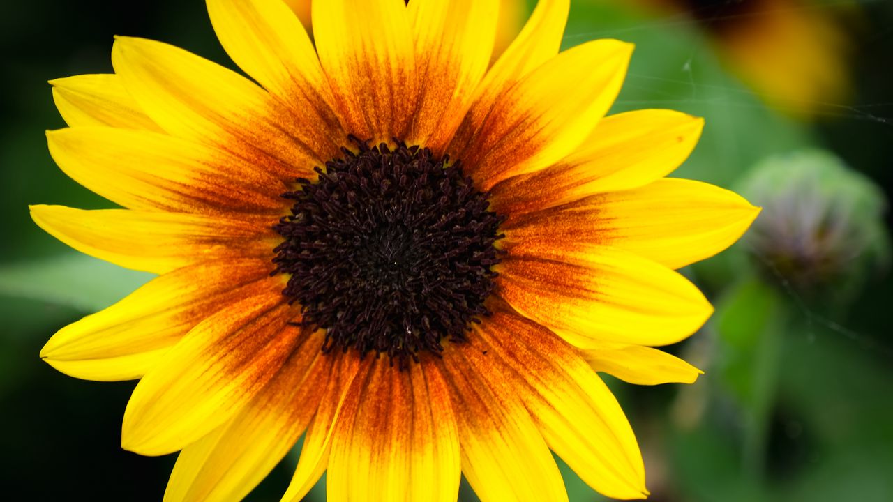 Wallpaper annual sunflower, flower, petals, yellow, macro