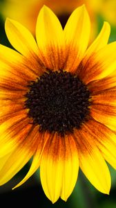 Preview wallpaper annual sunflower, flower, petals, yellow, macro