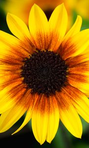 Preview wallpaper annual sunflower, flower, petals, yellow, macro