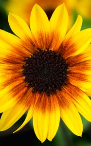 Preview wallpaper annual sunflower, flower, petals, yellow, macro