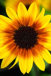 Preview wallpaper annual sunflower, flower, petals, yellow, macro