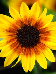 Preview wallpaper annual sunflower, flower, petals, yellow, macro