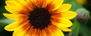 Preview wallpaper annual sunflower, flower, petals, yellow, macro