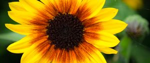 Preview wallpaper annual sunflower, flower, petals, yellow, macro