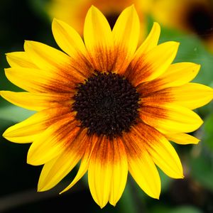 Preview wallpaper annual sunflower, flower, petals, yellow, macro