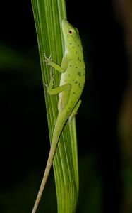 Preview wallpaper anolis, lizard, leaf, green, reptile