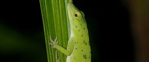 Preview wallpaper anolis, lizard, leaf, green, reptile