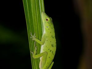 Preview wallpaper anolis, lizard, leaf, green, reptile