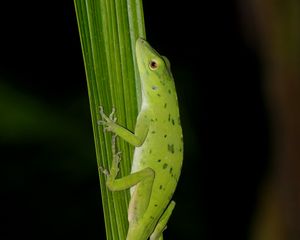 Preview wallpaper anolis, lizard, leaf, green, reptile