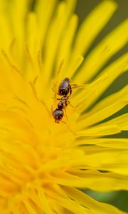 Preview wallpaper ant, flower, macro, yellow