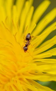 Preview wallpaper ant, flower, macro, yellow