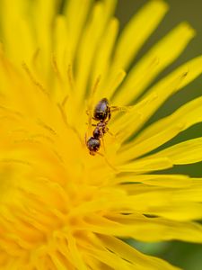 Preview wallpaper ant, flower, macro, yellow