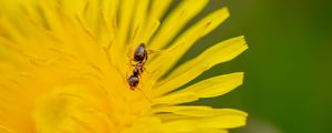 Preview wallpaper ant, flower, macro, yellow
