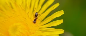 Preview wallpaper ant, flower, macro, yellow