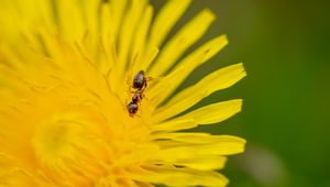 Preview wallpaper ant, flower, macro, yellow