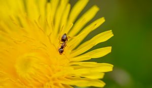 Preview wallpaper ant, flower, macro, yellow