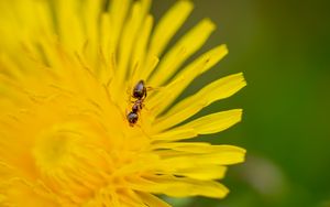 Preview wallpaper ant, flower, macro, yellow