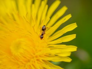 Preview wallpaper ant, flower, macro, yellow