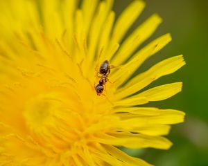 Preview wallpaper ant, flower, macro, yellow