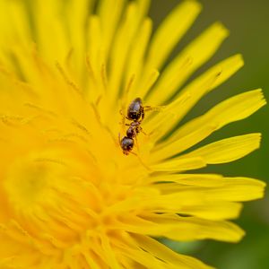 Preview wallpaper ant, flower, macro, yellow