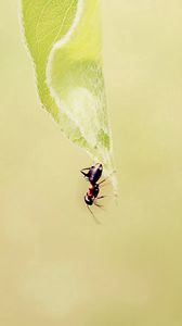 Preview wallpaper ant, grass, background, faded