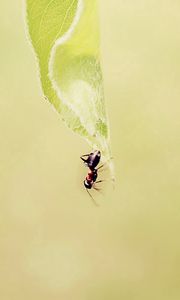 Preview wallpaper ant, grass, background, faded