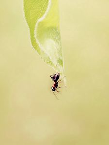 Preview wallpaper ant, grass, background, faded