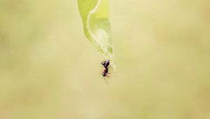 Preview wallpaper ant, grass, background, faded