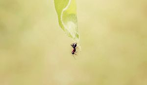 Preview wallpaper ant, grass, background, faded