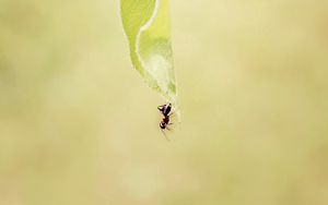 Preview wallpaper ant, grass, background, faded