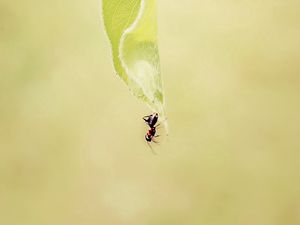 Preview wallpaper ant, grass, background, faded