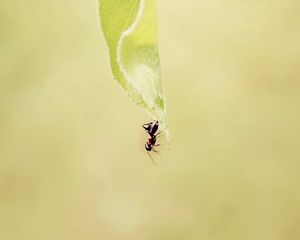 Preview wallpaper ant, grass, background, faded