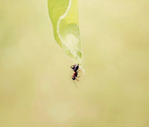 Preview wallpaper ant, grass, background, faded