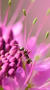 Preview wallpaper ant, insect, flower, petals, macro