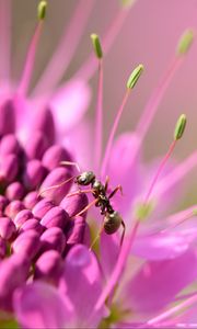 Preview wallpaper ant, insect, flower, petals, macro