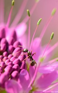 Preview wallpaper ant, insect, flower, petals, macro