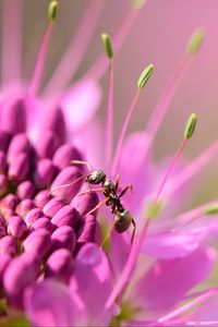 Preview wallpaper ant, insect, flower, petals, macro