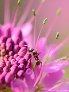 Preview wallpaper ant, insect, flower, petals, macro