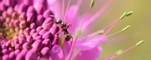 Preview wallpaper ant, insect, flower, petals, macro