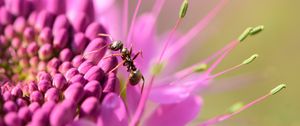 Preview wallpaper ant, insect, flower, petals, macro