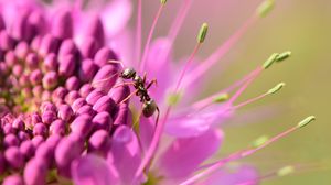 Preview wallpaper ant, insect, flower, petals, macro