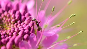 Preview wallpaper ant, insect, flower, petals, macro