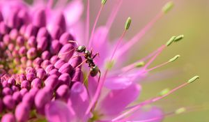 Preview wallpaper ant, insect, flower, petals, macro