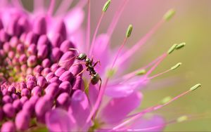 Preview wallpaper ant, insect, flower, petals, macro