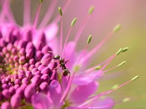 Preview wallpaper ant, insect, flower, petals, macro