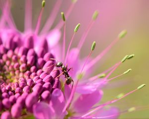 Preview wallpaper ant, insect, flower, petals, macro