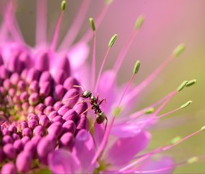 Preview wallpaper ant, insect, flower, petals, macro