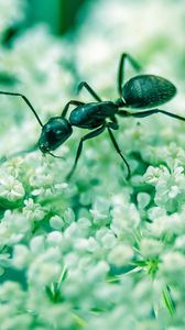 Preview wallpaper ant, insect, flowers