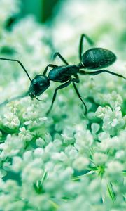 Preview wallpaper ant, insect, flowers